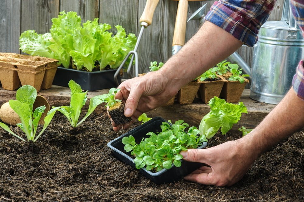 Sustainable & Eco-Friendly Gardening Practices